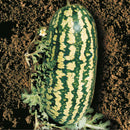 Sementes de Melancia Fairfax