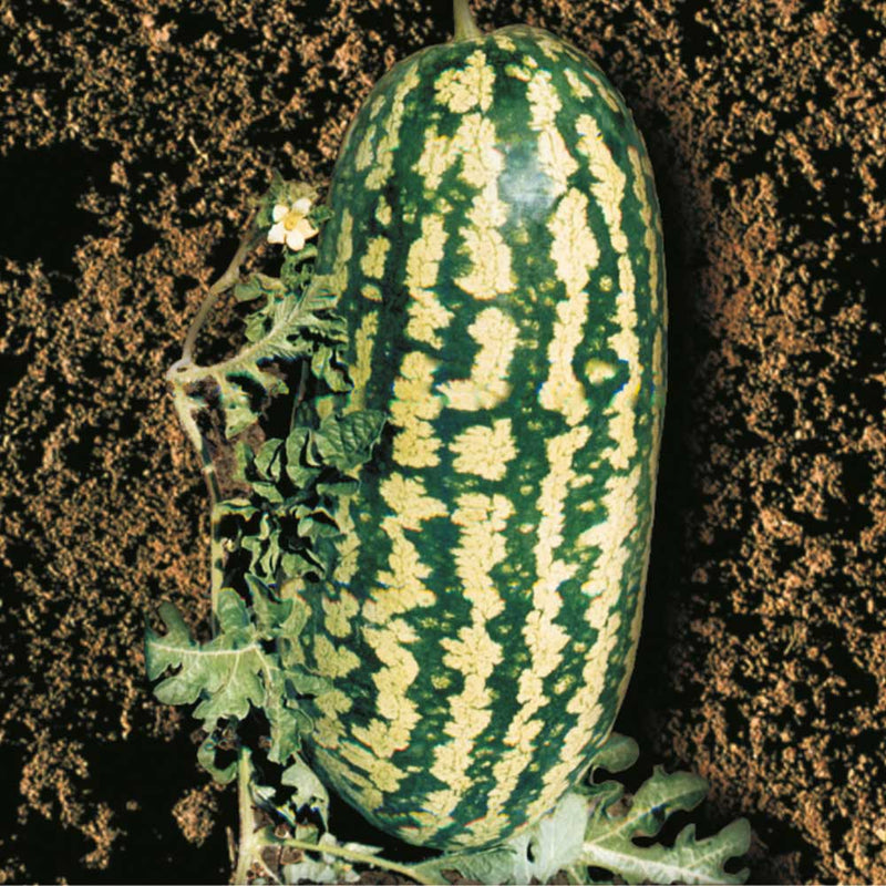 Sementes de Melancia Fairfax