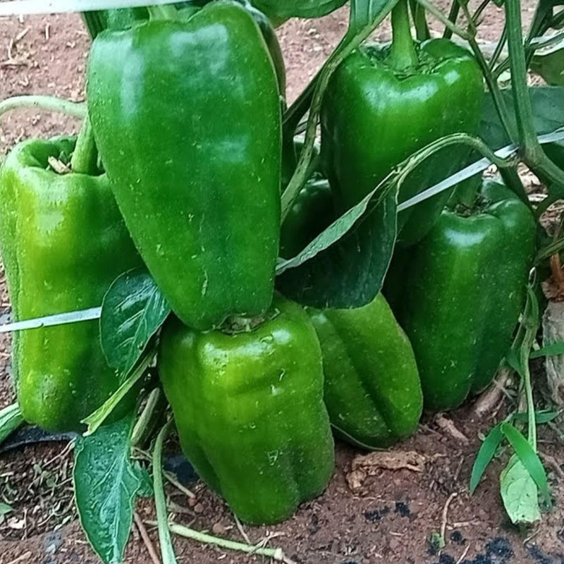 Sementes Feltrin – Pimentão