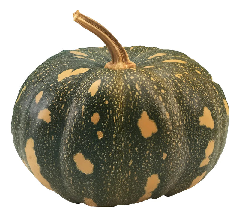 Sementes Feltrin – Abóbora Xingó