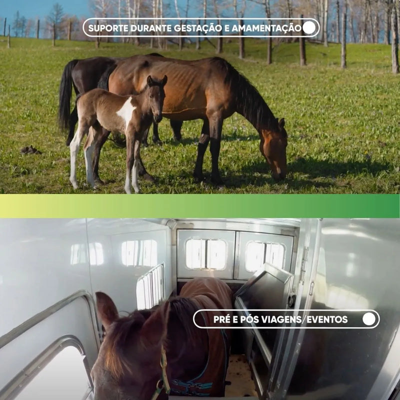 Probio Nutri Equinos – Probiótico e Prebiótico para Cavalos