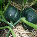 Sementes Feltrin – Abóbora Xingó