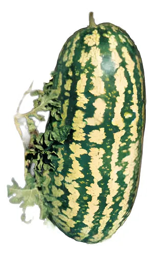 Sementes de Melancia Fairfax