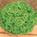 Sementes Feltrin – Alface Mônica