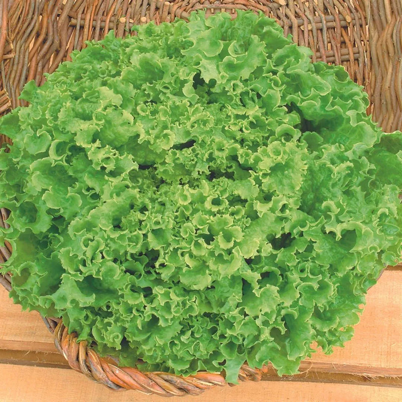 Sementes Feltrin – Alface Mônica